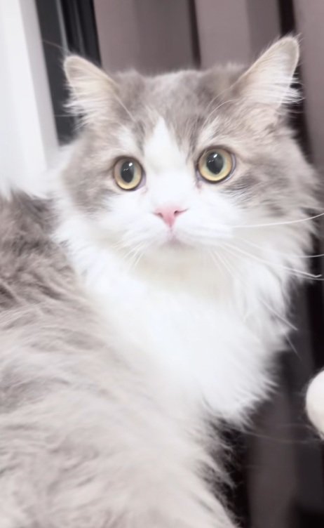 正面を見ているサイベリアンキャット