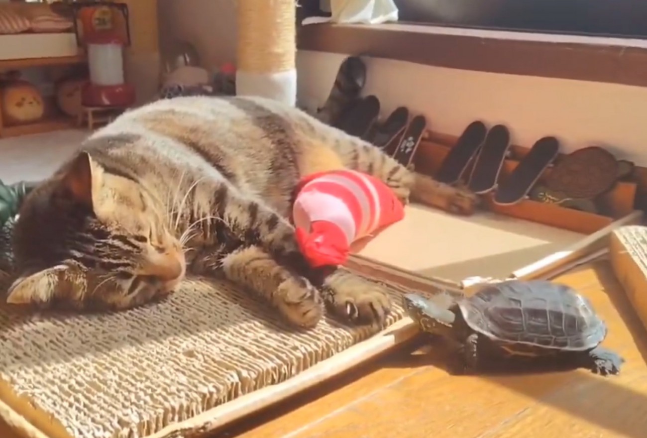 日向ぼっこする猫