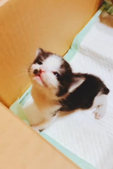 上を向いている黒白模様の子猫