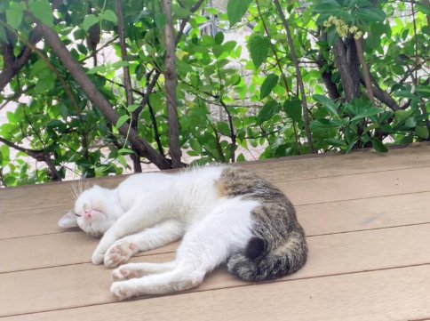 ウッドデッキでくつろぐ猫