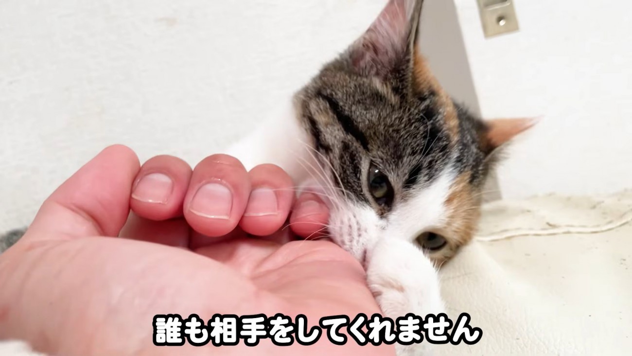 テロップ「誰も相手をしてくれません」