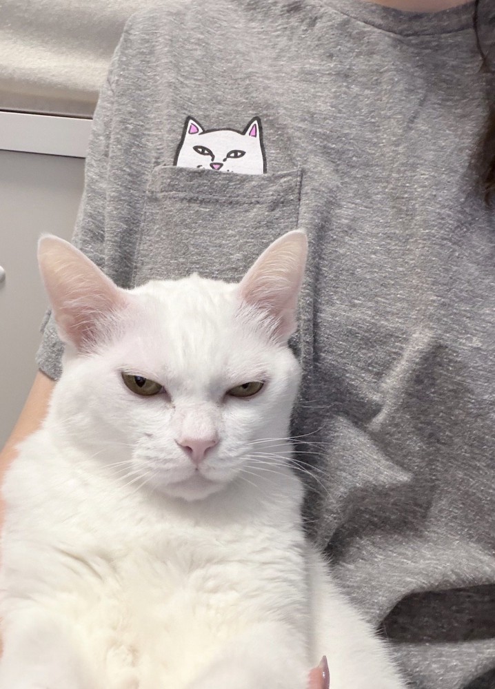 飼い主の服に書かれている猫のイラストとそっくりな表情をしている猫