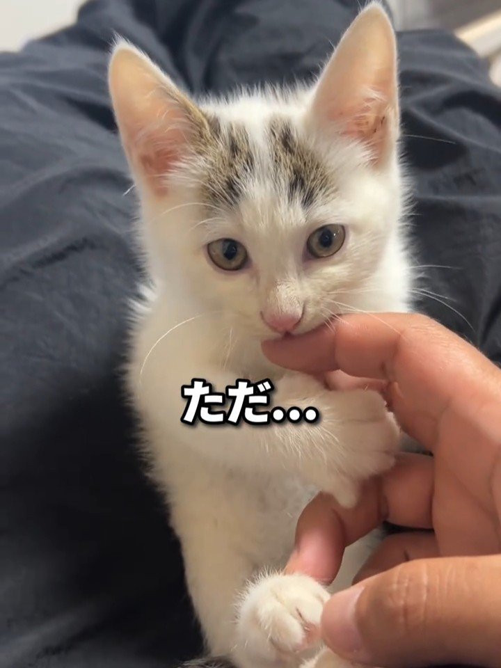 人の指を噛む子猫