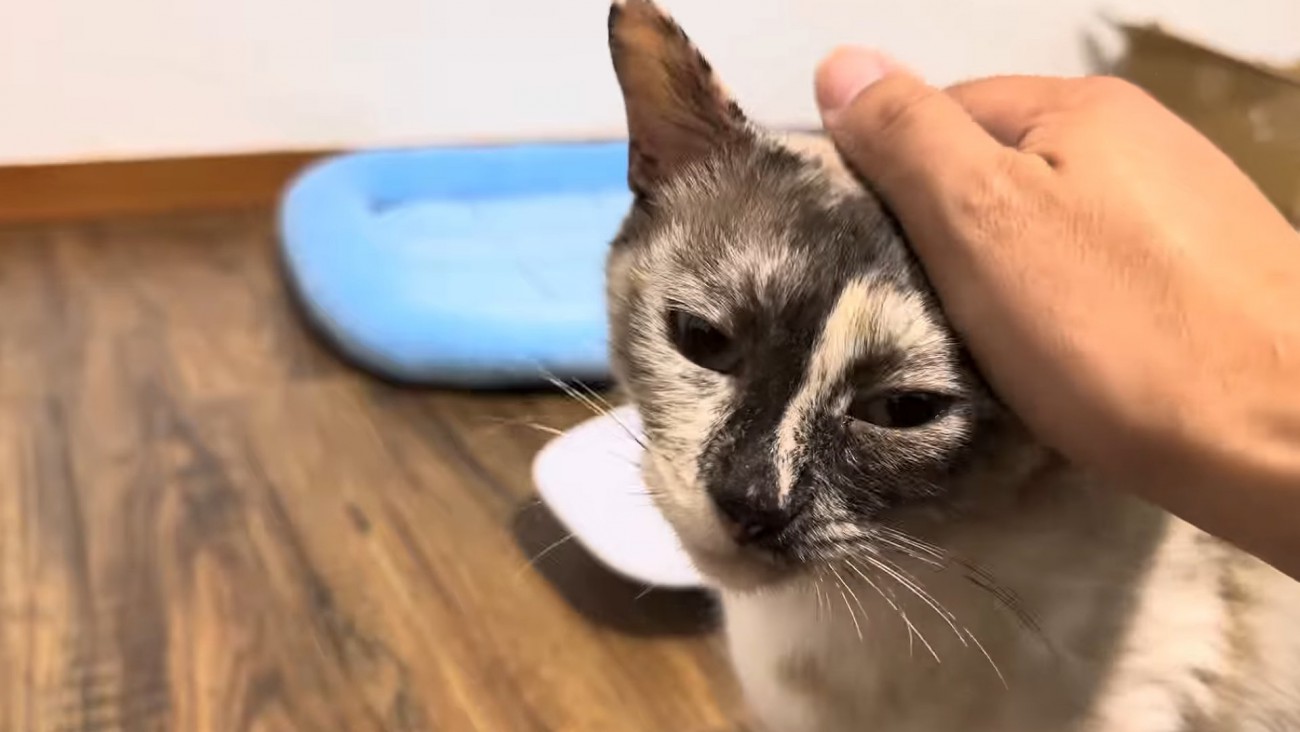 投稿主に撫でられる母猫
