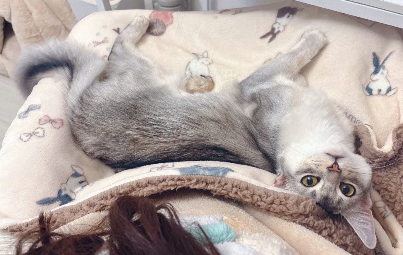 飼い主の膝の上で甘える猫