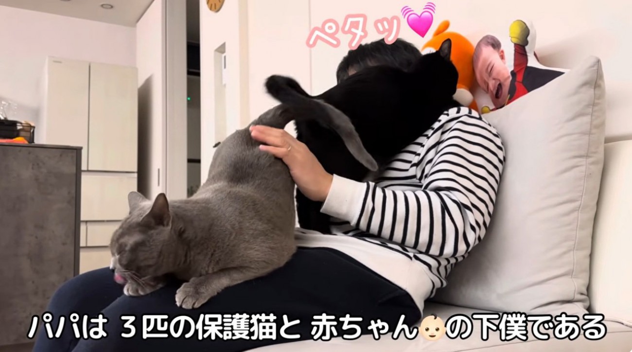 人間の膝の上に乗っている二匹の猫