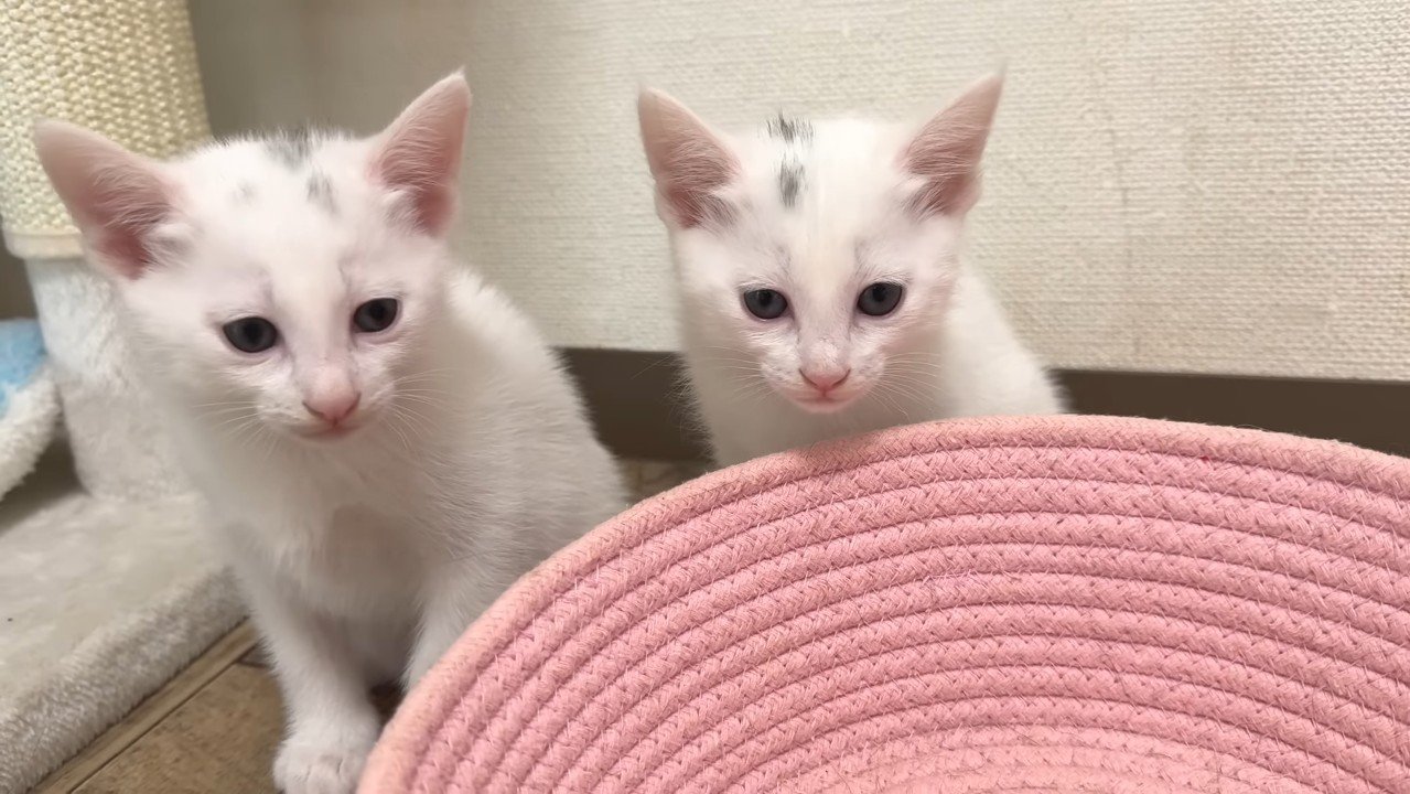 並ぶ子猫2匹