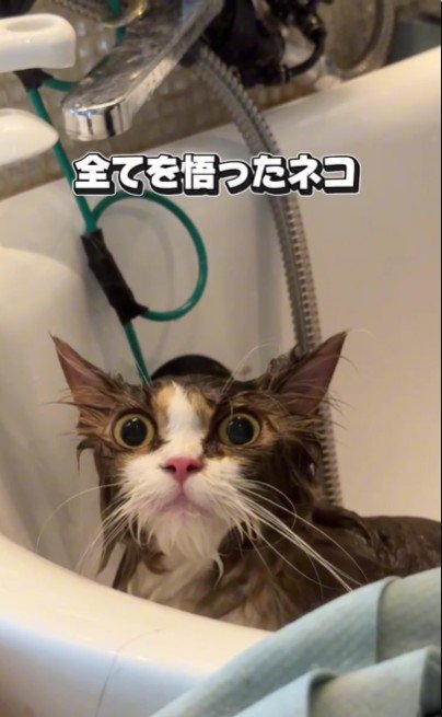 シャンプーをしている猫