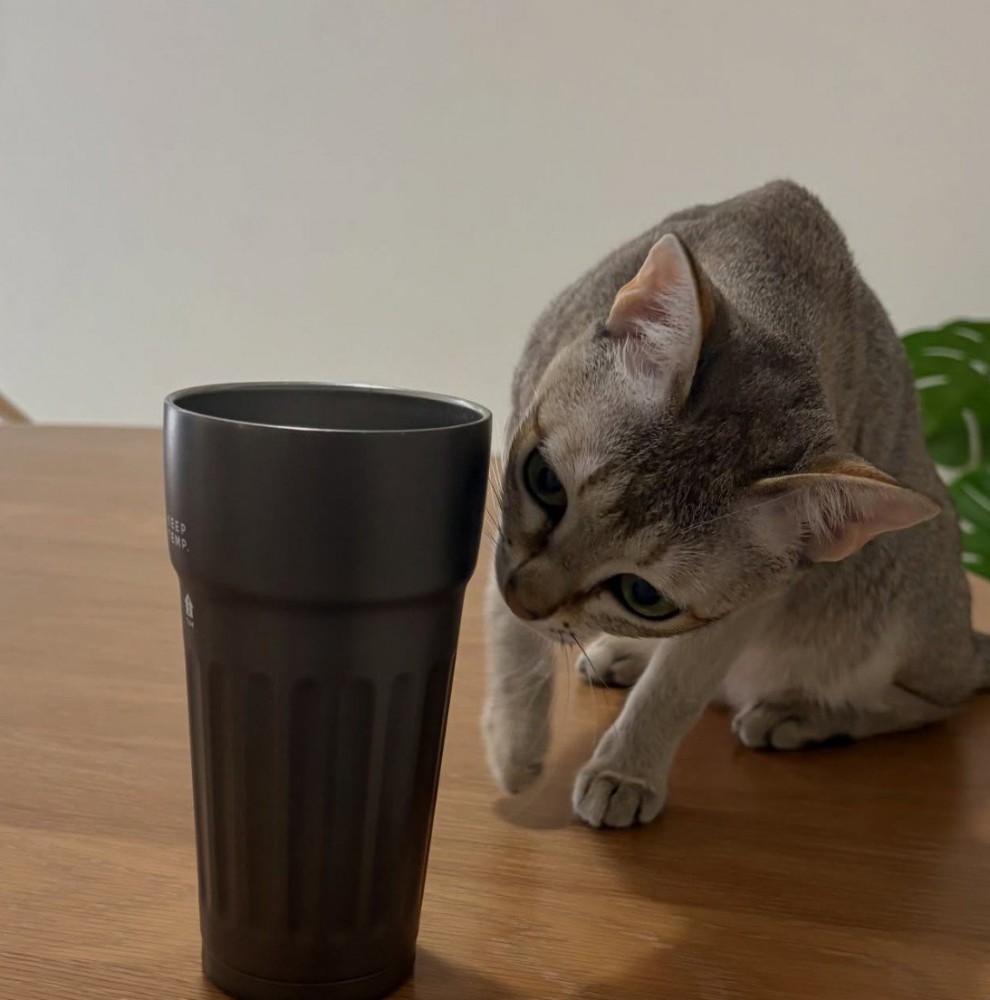 嗅ぐ猫