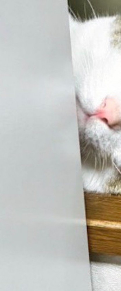 壁の陰から顔を覗かせる猫
