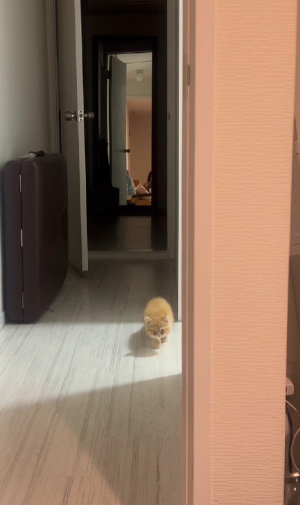 少しずつ近づいてくる子猫