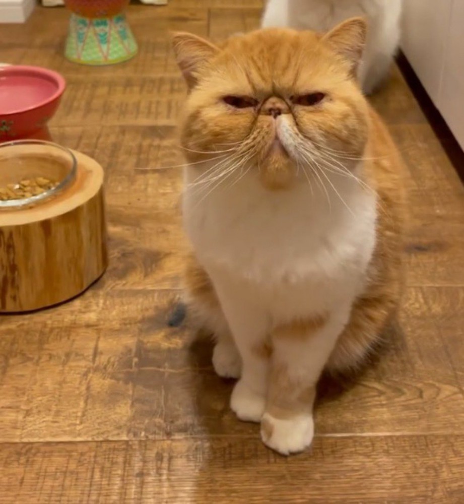 飼い主を見つめる茶白猫