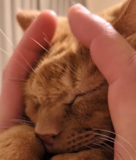 マッサージしてもらう猫