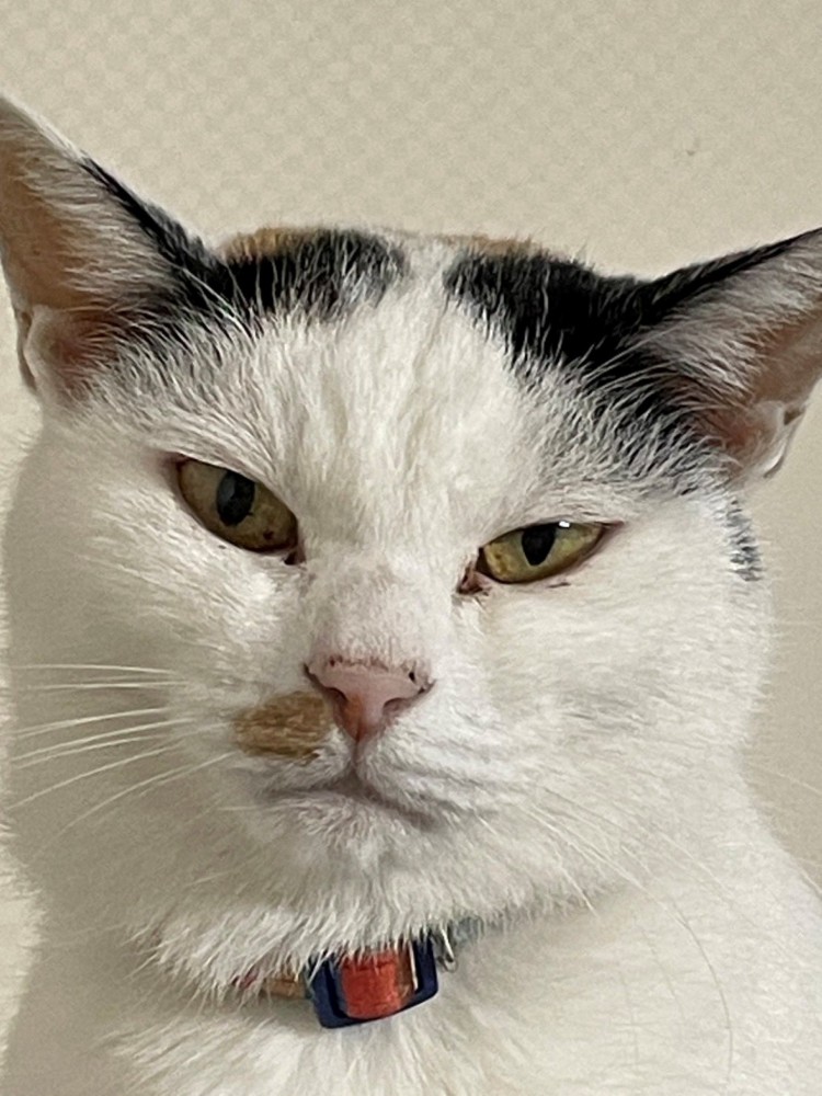 イカ耳で鋭い目つきの猫