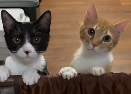 カメラ目線の2匹の猫