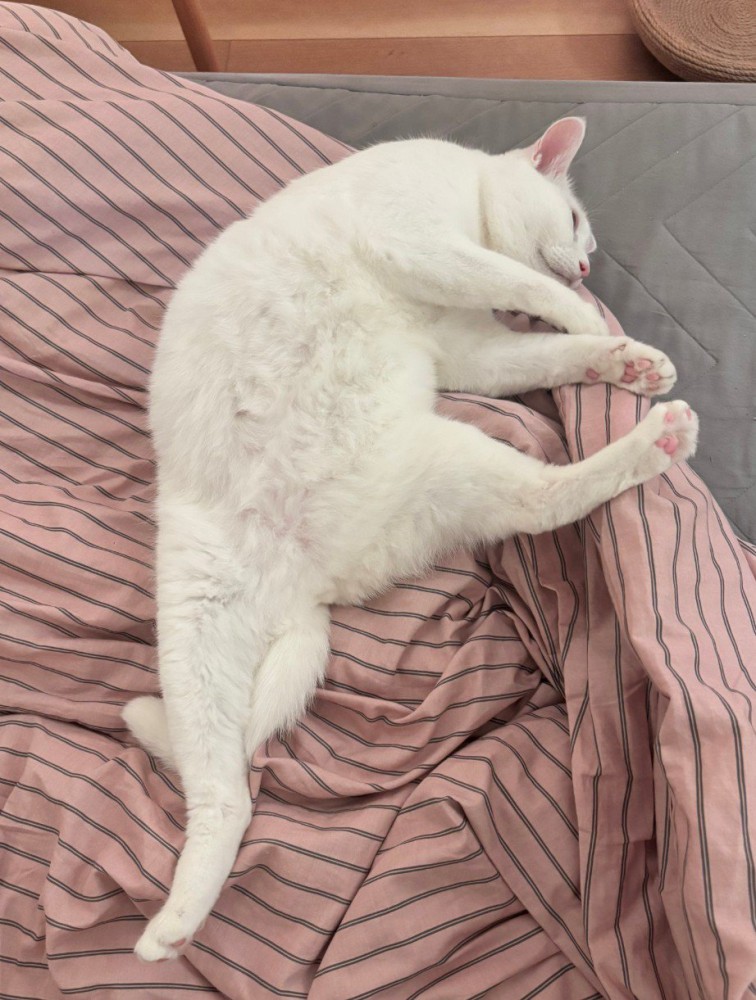 両足を開いている猫