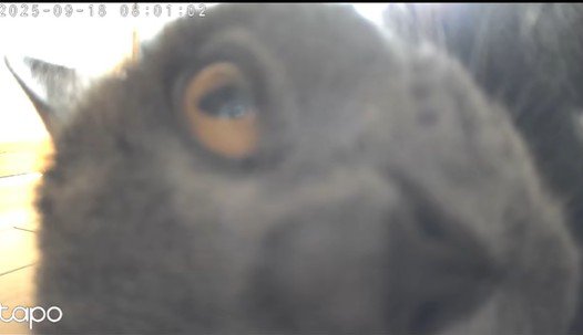 目だけ動かす猫