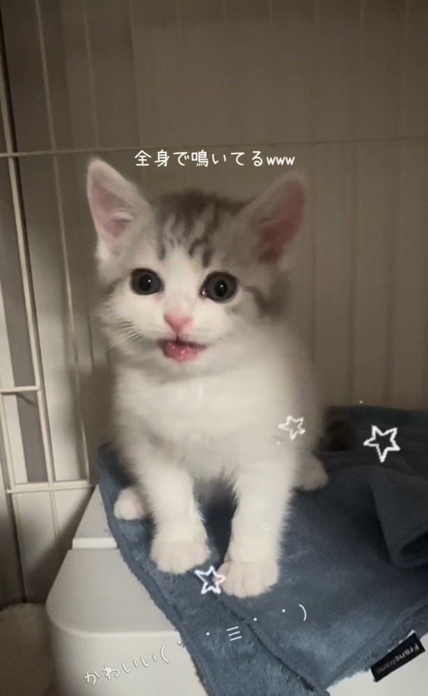 ケージの中で鳴く子猫
