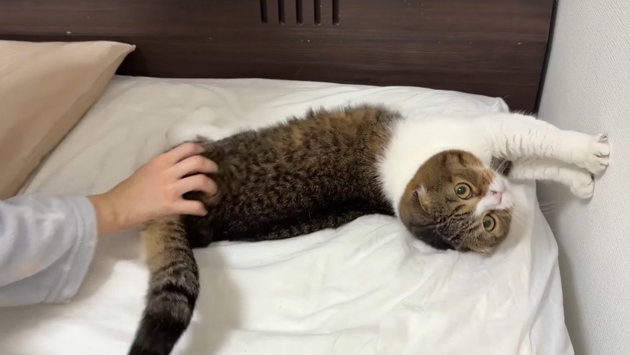 寝転ぶぽこ太郎くん