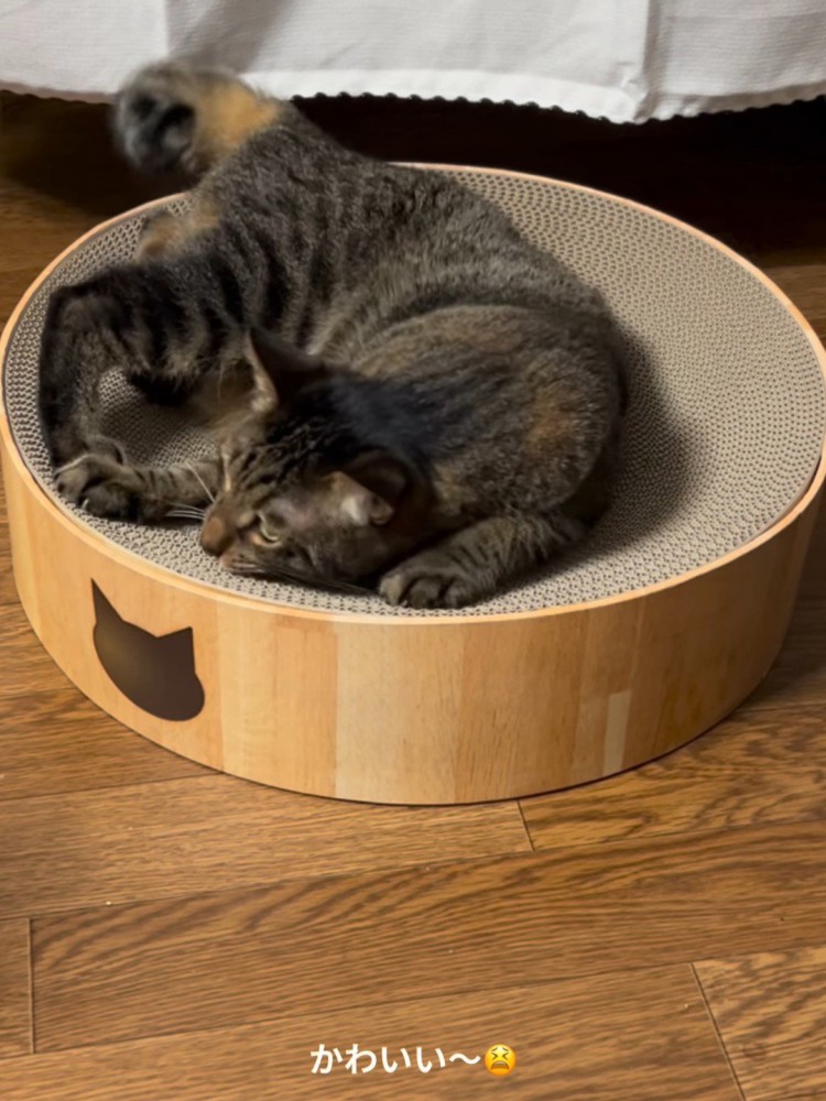 爪とぎをする猫