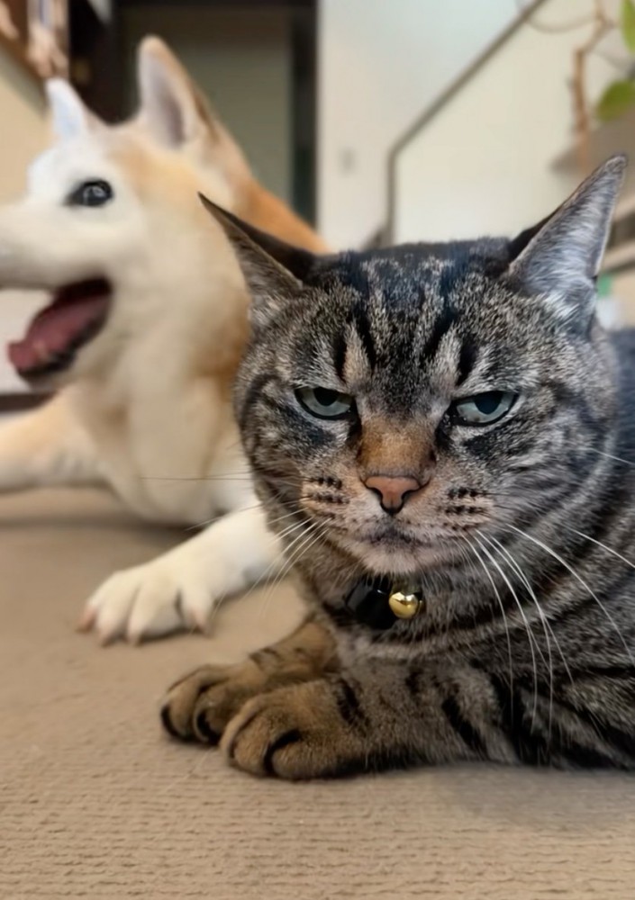 対照的な表情の犬と猫