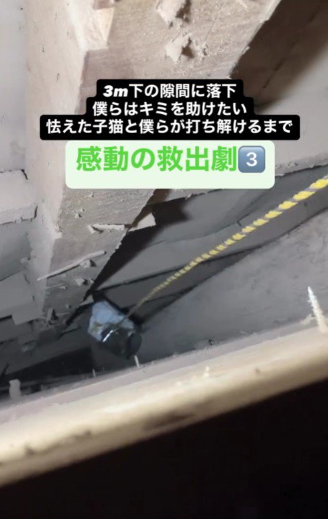 子猫を救出する場面