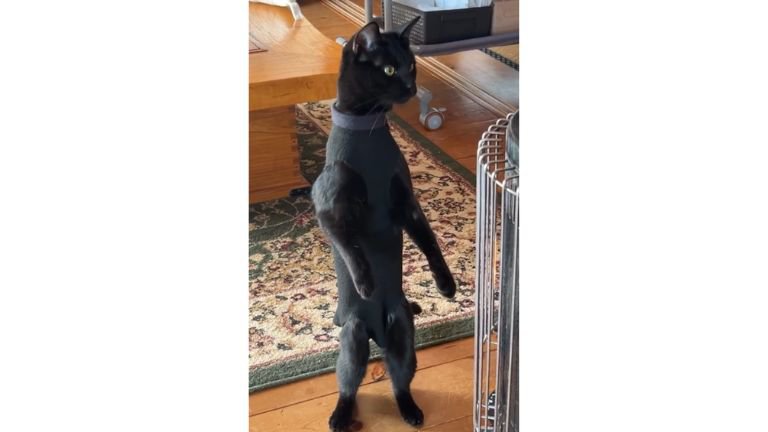 ストーブの前にいる猫