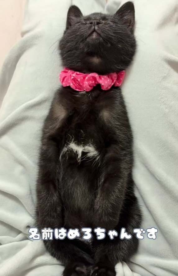 仰向けで寝る黒猫