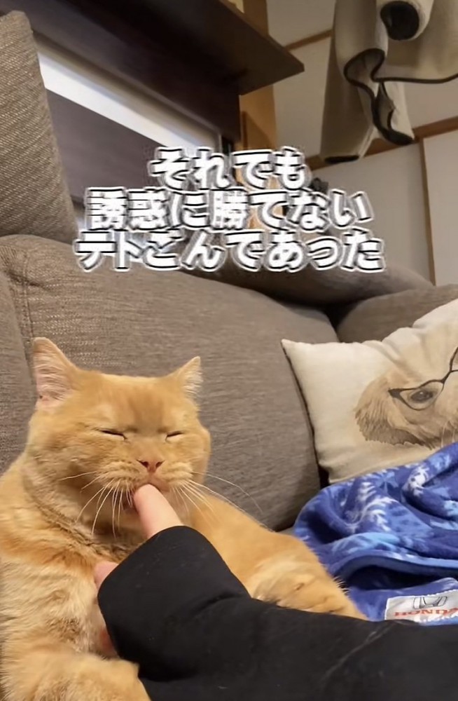 ママさんの指をカミカミするスコティッシュフォールド