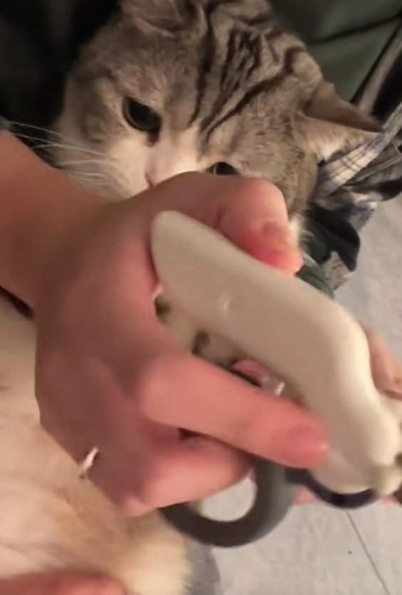 爪を切られる猫