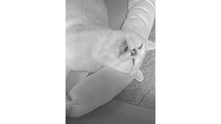 寝ている猫たち