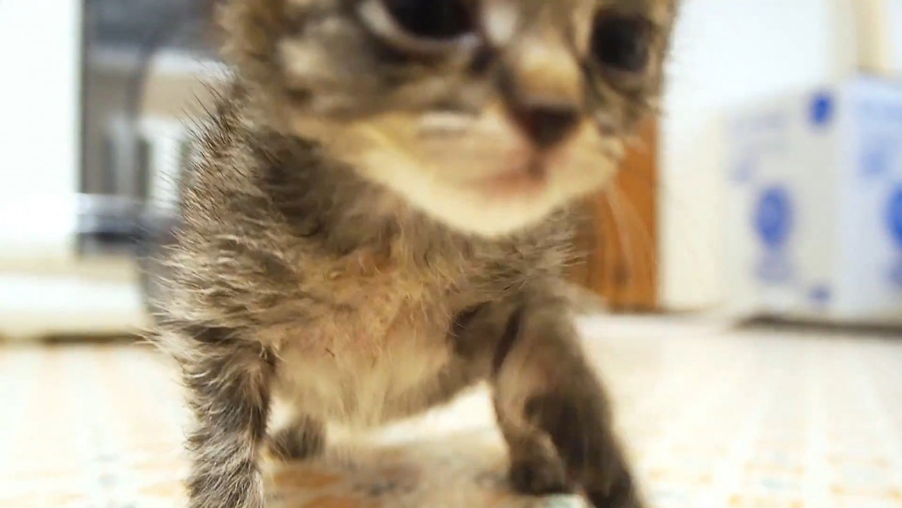 こちらに向かってくる子猫