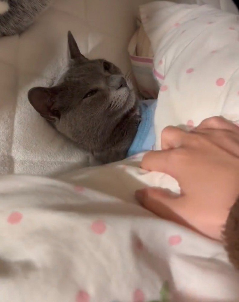 仰向け姿勢で布団の中に入っている猫