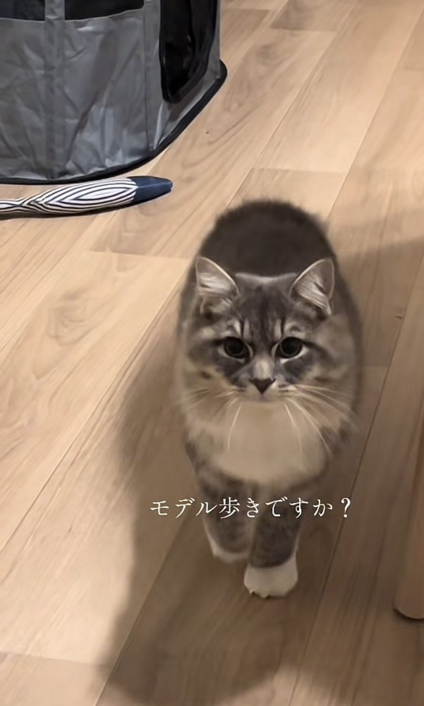 「モデル歩きですか？」のテロップ写真