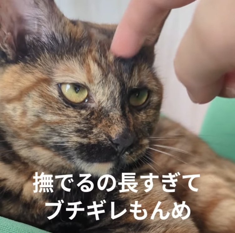 頭を撫でられるサビ猫