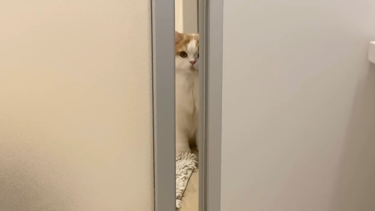 奥から覗く姿