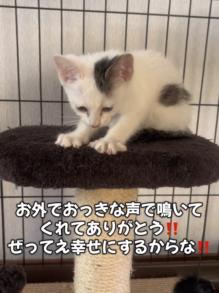 フミフミする子猫