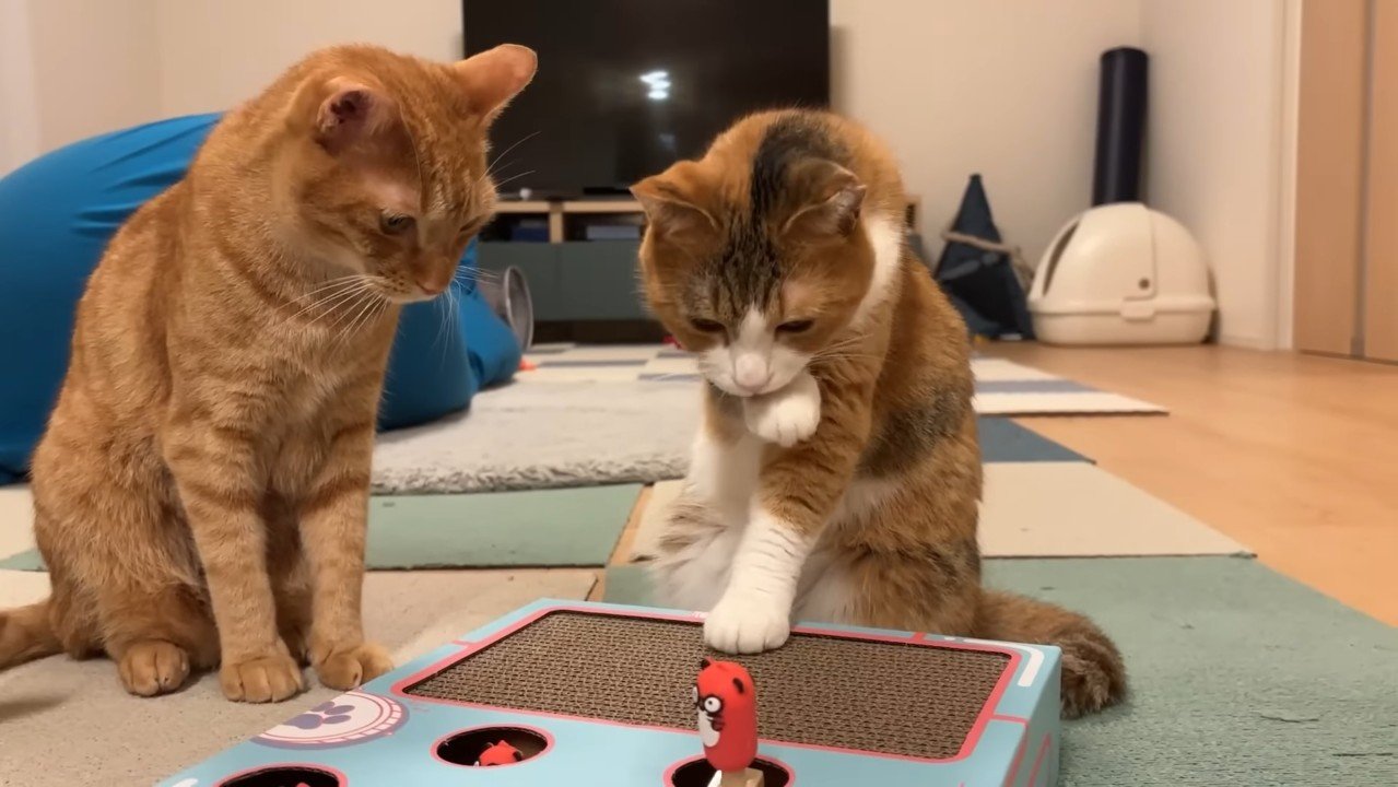 手を舐めるきなこちゃん