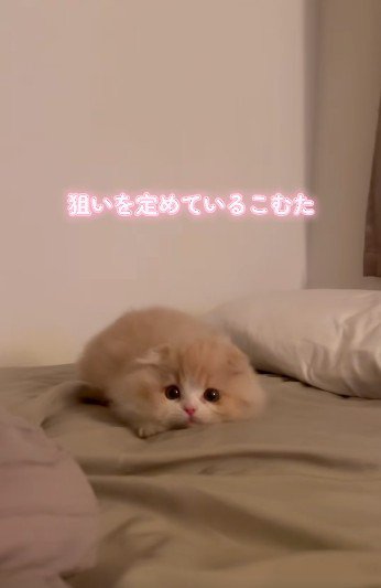 布団の上で身を低くしている子猫