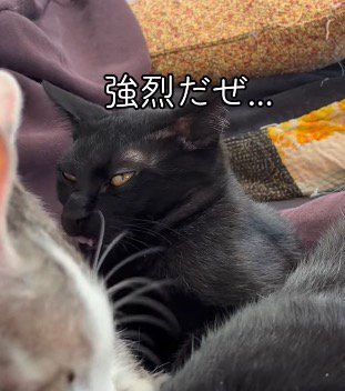 キジ白猫のおしりのニオイを嗅いで放心する黒猫