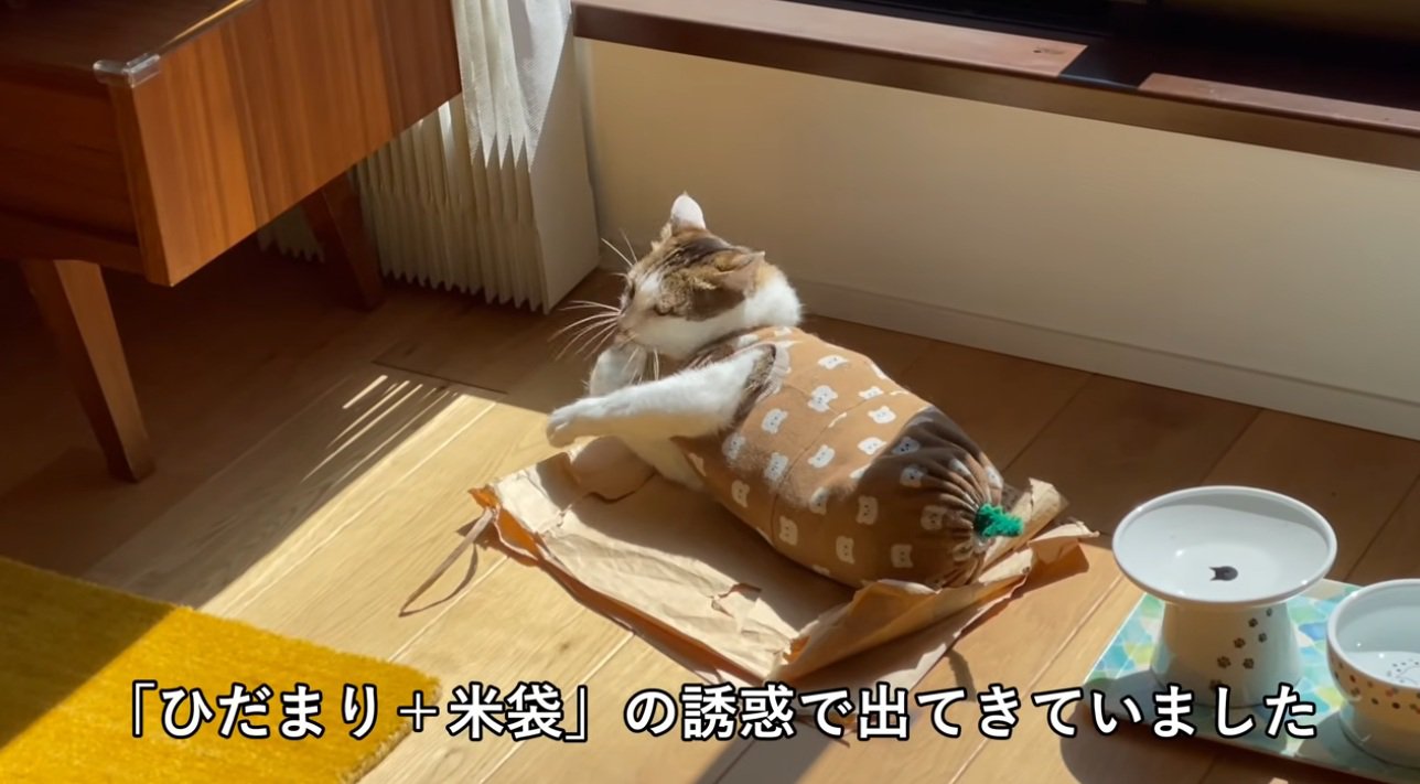 ひなたぼっこをしている猫