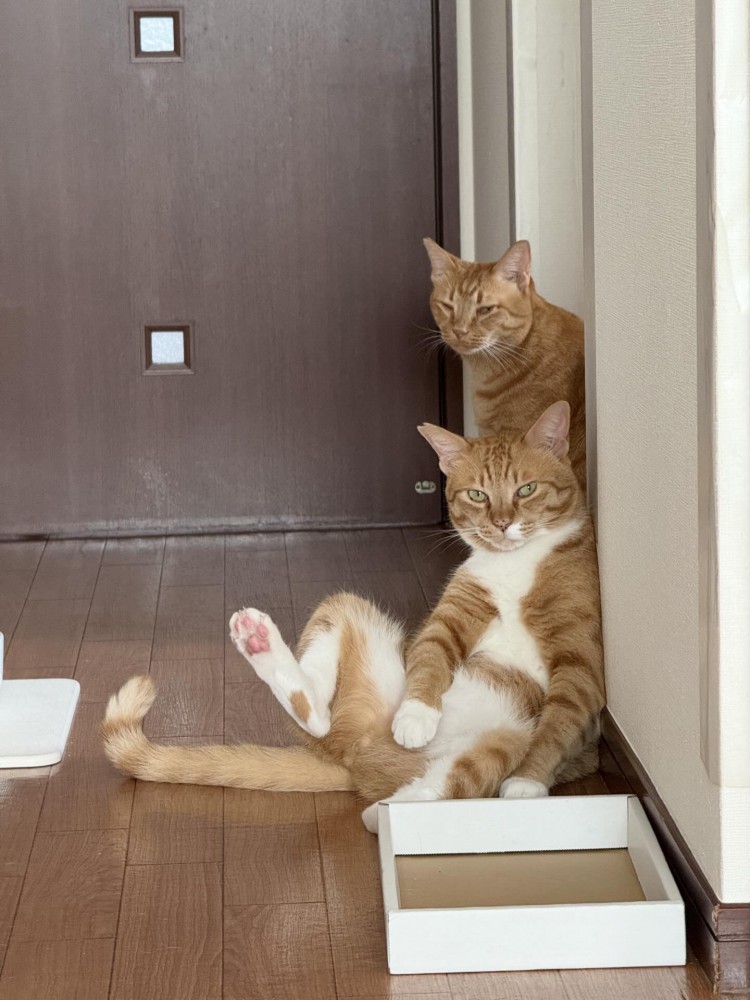座る猫と後ろにいる猫