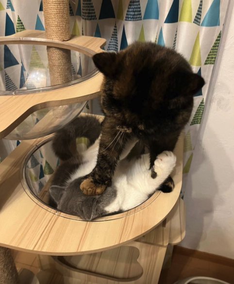 キャットタワーにいる2匹の猫正面やや引き