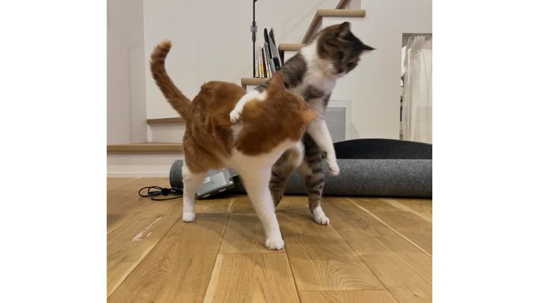 ケンカしている猫