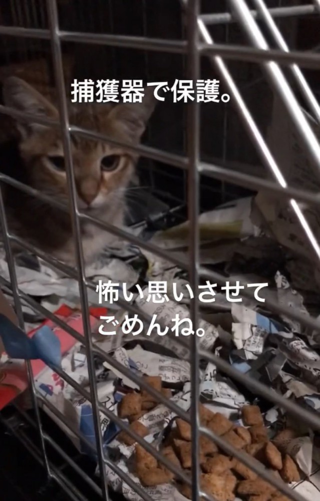 捕獲器で保護
