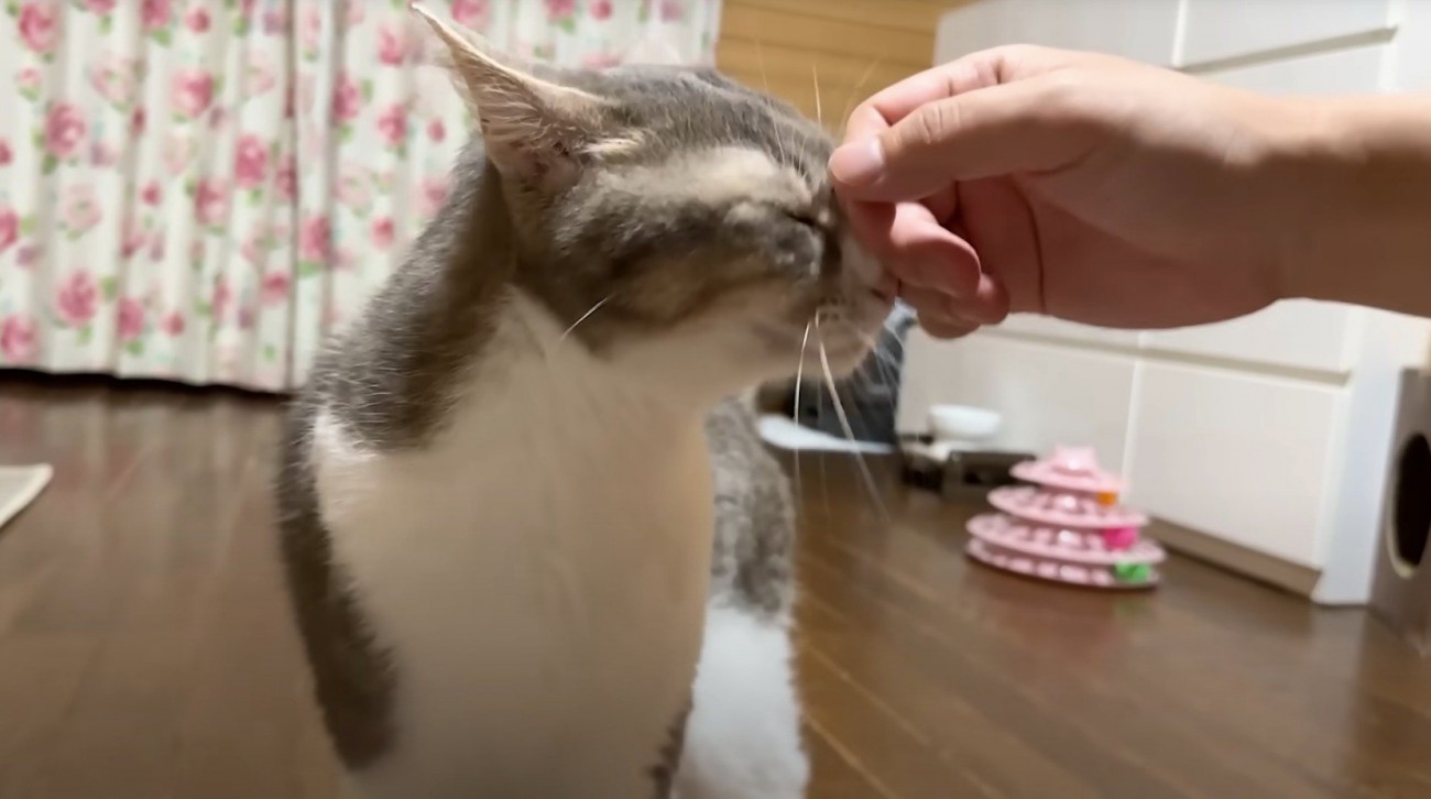 投稿者に頭を撫でられて目を細める猫