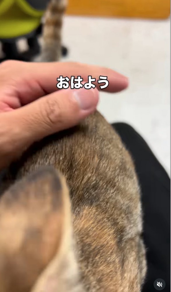 膝の上に乗ってくる子猫