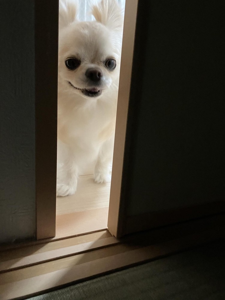 ドアの隙間から覗く犬