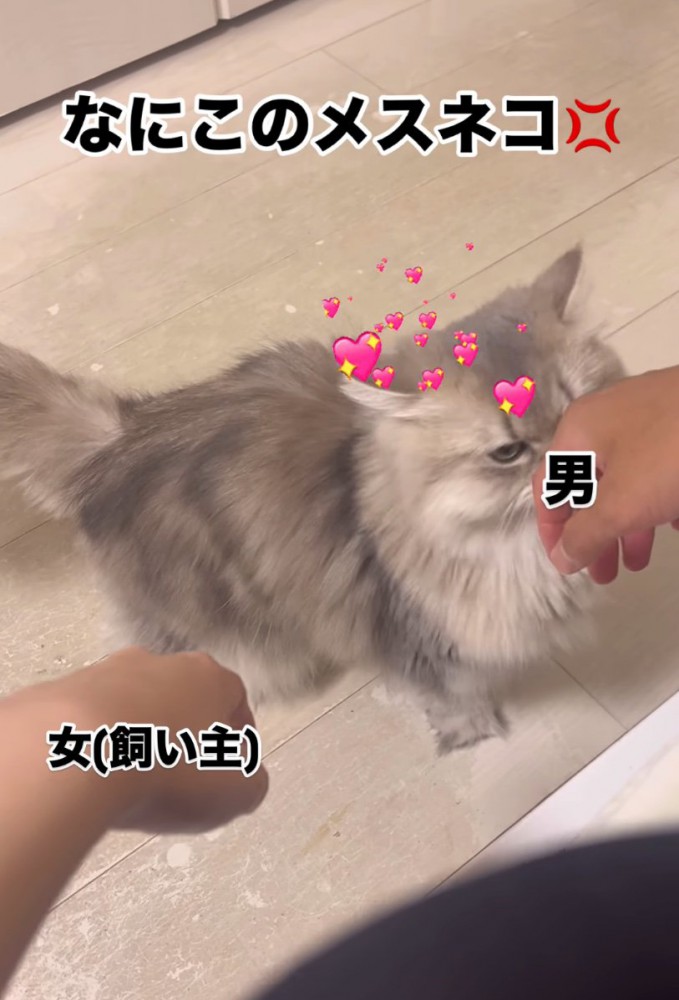ニオイを嗅ぐ猫