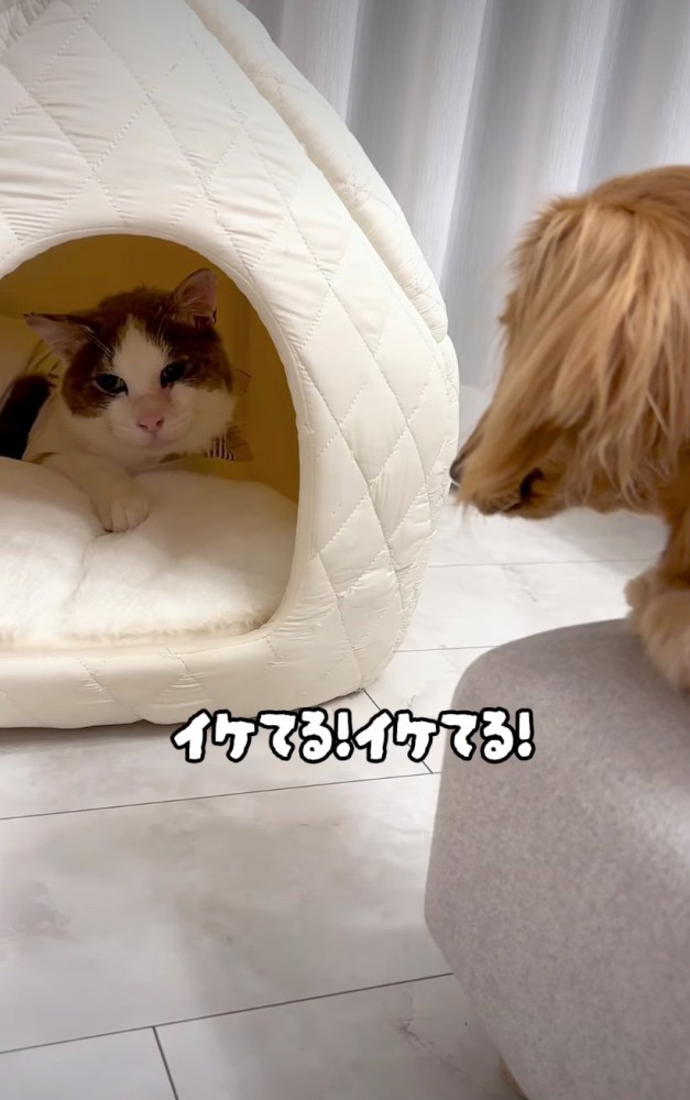 ハウスに入る猫